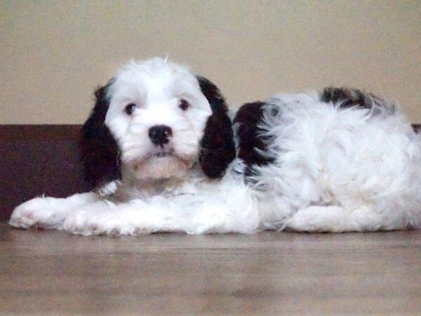 Cavapoo DOG Male Black and White 14032 Petland Fairfield, Ohio