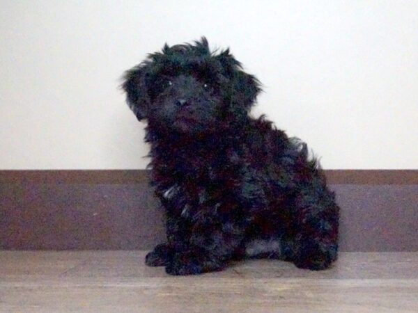 Yorkiepoo DOG Male Black 14030 Petland Fairfield, Ohio