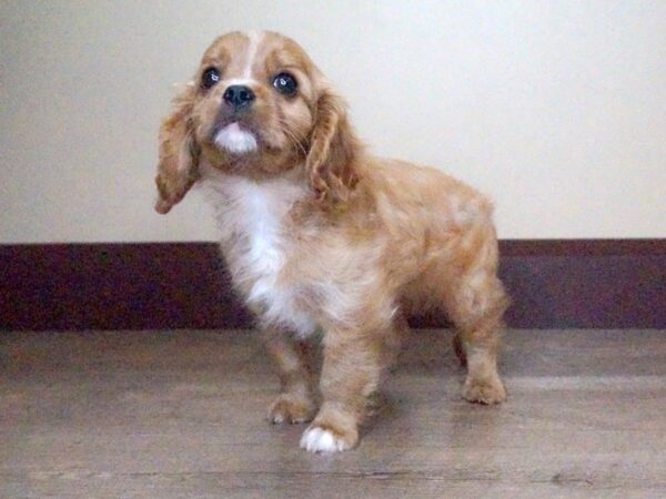 Cavalier King Charles Spaniel DOG Male Ruby 14028 Petland Fairfield, Ohio