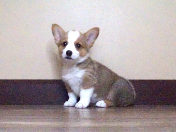 Pembroke Welsh Corgi DOG Female Sable / White 14024 Petland Fairfield, Ohio