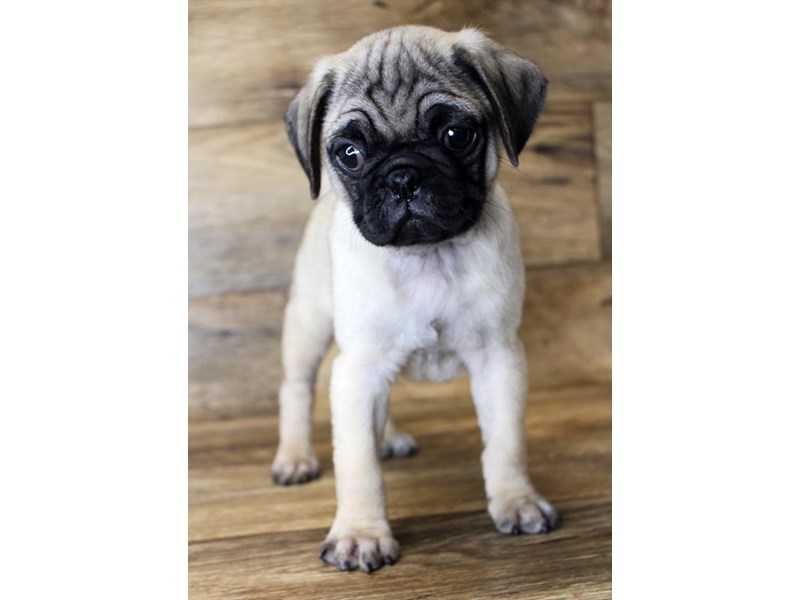 pugs Amazon.com: Nemesis Now Three Wise Pugs 8.5cm, Resin, Fawn : Home