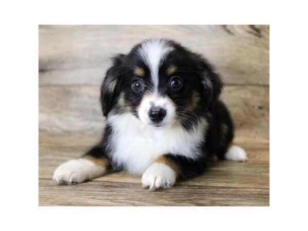 Miniature Australian Shepherd-DOG-Male-Black White / Tan-14037-Petland Fairfield, Ohio