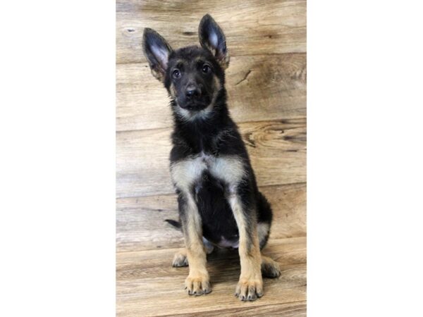 German Shepherd Dog DOG Female Black / Tan 14036 Petland Fairfield, Ohio