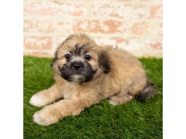 Lachon-DOG-Female-Gold-14038-Petland Fairfield, Ohio