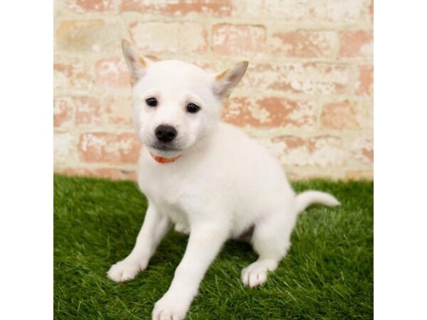 Shiba Inu DOG Male Cream 14039 Petland Fairfield, Ohio