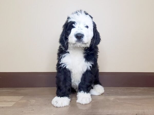 Bernadoodle DOG Male Black & White 14045 Petland Fairfield, Ohio