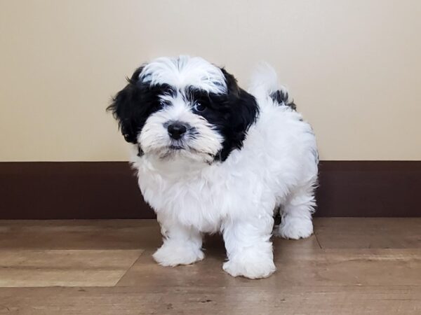 Shichon-DOG-Male-Black & White-14044-Petland Fairfield, Ohio