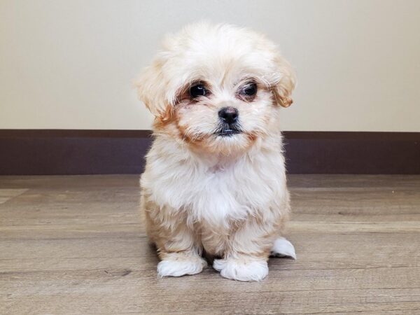 Pekapoo DOG Female Cream/Apricot 14043 Petland Fairfield, Ohio