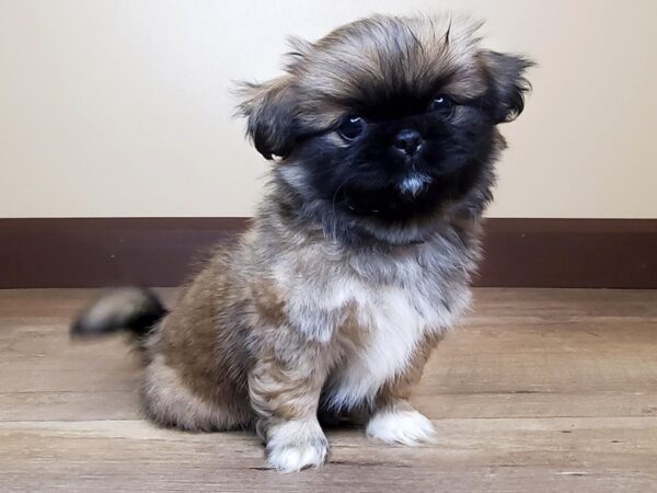 Pekingese DOG Male Brown/White 14042 Petland Fairfield, Ohio