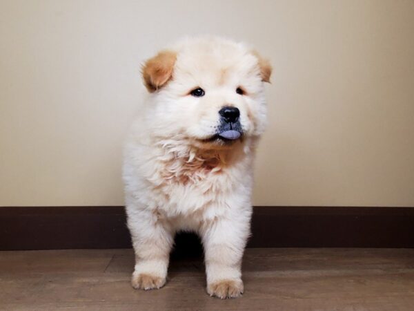 Chow Chow DOG Male Cream 14039 Petland Fairfield, Ohio