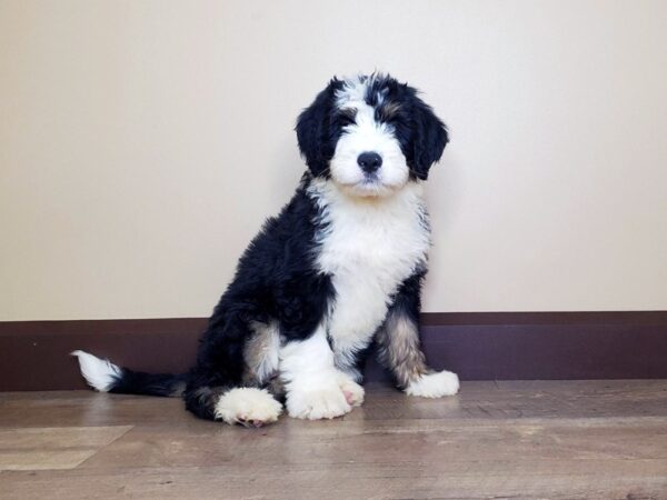 Bernadoodle DOG Female BLACK/TAN/WHITE 14046 Petland Fairfield, Ohio