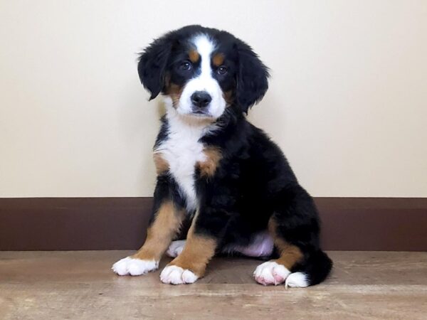 Bernese Mountain Dog DOG Female BLACK/TAN/WHITE 14048 Petland Fairfield, Ohio