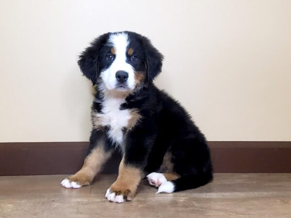 Bernese Mountain Dog DOG Male BLACK/TAN/WHITE 14047 Petland Fairfield, Ohio