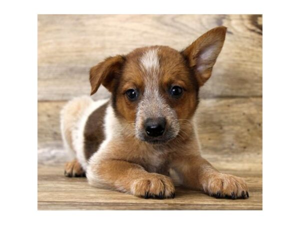 Australian Cattle Dog-DOG-Male-Red Mottled-14051-Petland Fairfield, Ohio