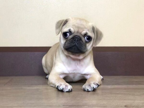 Pug DOG Female FAWN:BLACK MASK 14033 Petland Fairfield, Ohio