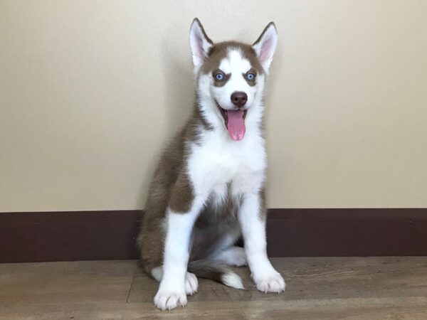 Siberian Husky DOG Female Red & White 14050 Petland Fairfield, Ohio