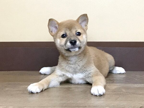 Shiba Inu DOG Female Red 14052 Petland Fairfield, Ohio