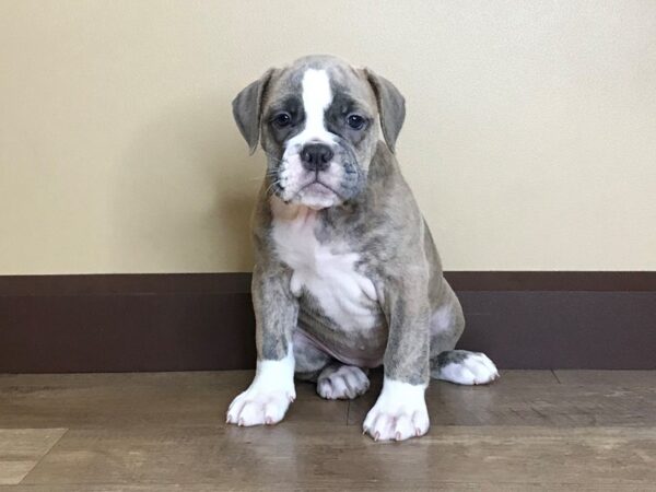 Old English Bulldog-DOG-Female-BRINDLE-14056-Petland Fairfield, Ohio