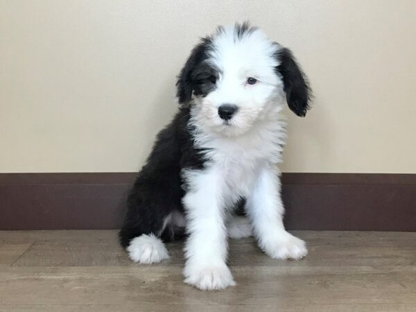 Old English Sheepdog DOG Female Black White 14054 Petland Fairfield, Ohio