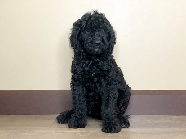 F2 ST Goldendoodle-DOG-Female-Black-14053-Petland Fairfield, Ohio