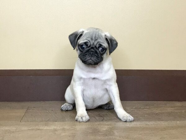 Pug-DOG-Female-FAWN:BLACK MASK-14063-Petland Fairfield, Ohio