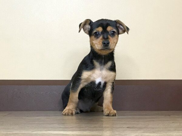 Chorkie-DOG-Male-Black and Tan-14061-Petland Fairfield, Ohio