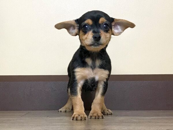 Chorkie-DOG-Female-Black and Tan-14060-Petland Fairfield, Ohio