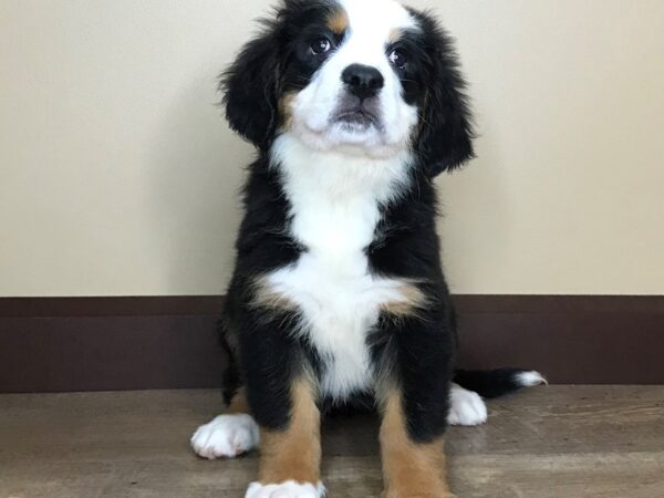 Bernese Mountain Dog DOG Female BLACK/TAN/WHITE 14059 Petland Fairfield, Ohio