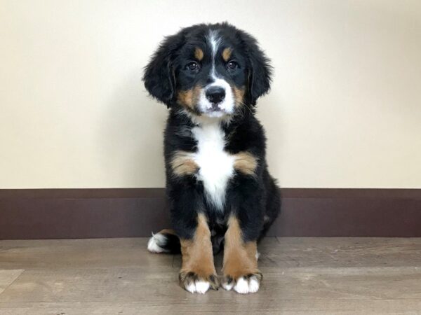 Bernese Mountain Dog DOG Male BLACK/TAN/WHITE 14058 Petland Fairfield, Ohio