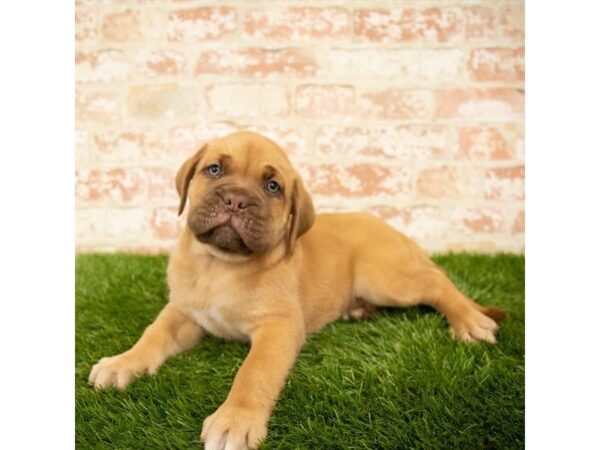 Dogue de Bordeaux DOG Female Red 14065 Petland Fairfield, Ohio