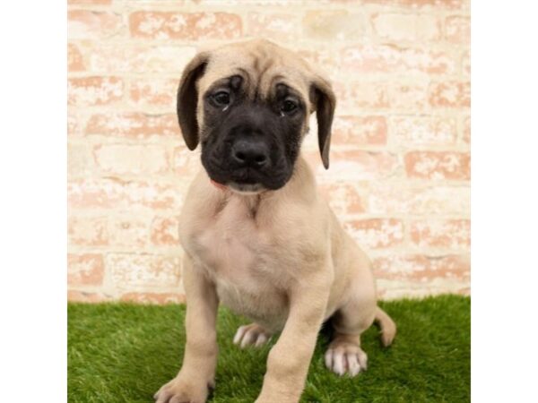 Mastiff DOG Female Fawn 14064 Petland Fairfield, Ohio