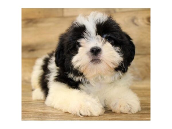 Malshi-DOG-Male-Black / White-14078-Petland Fairfield, Ohio