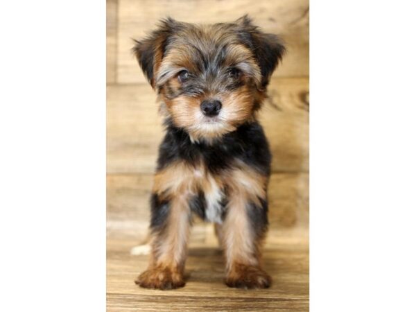 Yorkshire Terrier-DOG-Male-Black / Tan-14068-Petland Fairfield, Ohio