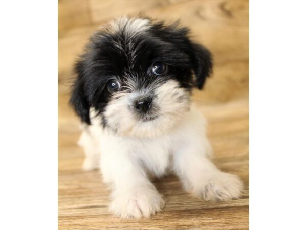 Shorkie DOG Female Black / White 14067 Petland Fairfield, Ohio