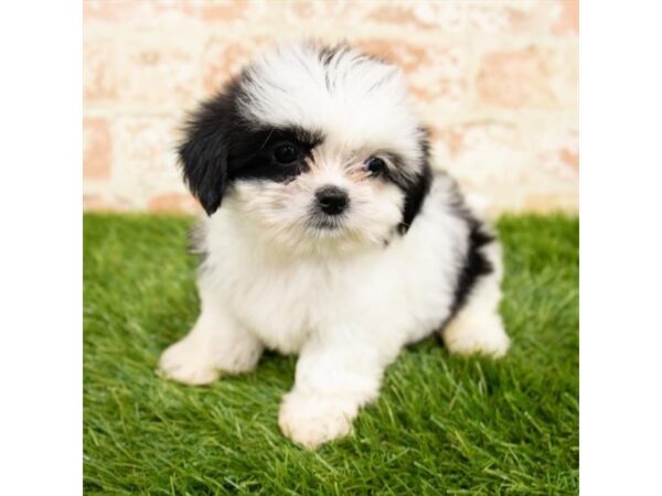 Shih Tzu DOG Female Black / White 14083 Petland Fairfield, Ohio