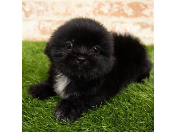 Shih Tzu DOG Male Black 14080 Petland Fairfield, Ohio