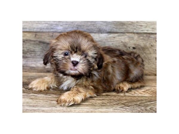 Shih Tzu DOG Male Chocolate Sable 14088 Petland Fairfield, Ohio