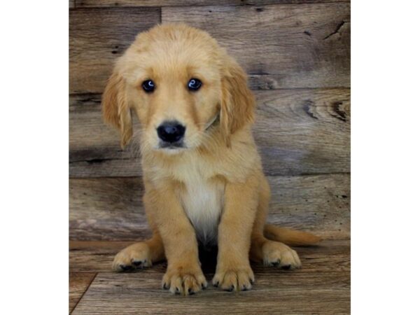 Golden Retriever DOG Male Golden 14086 Petland Fairfield, Ohio