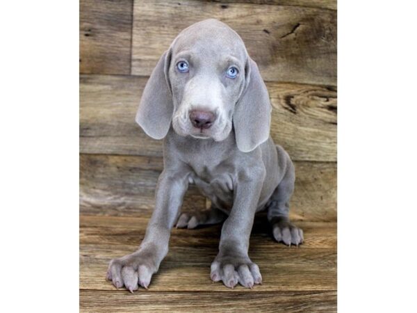 Weimaraner-DOG-Male-Silver Gray-14085-Petland Fairfield, Ohio