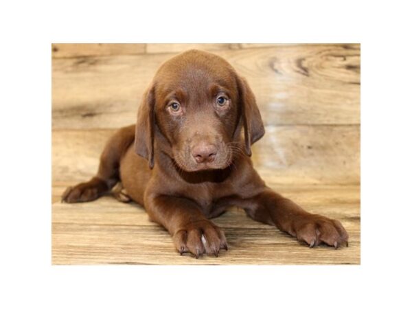 Labrador Retriever DOG Male Chocolate 14084 Petland Fairfield, Ohio