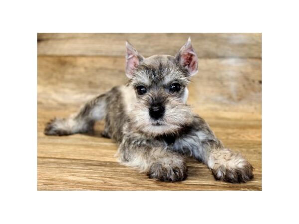 Miniature Schnauzer DOG Male Salt / Pepper 15005 Petland Fairfield, Ohio