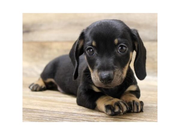 Dachshund-DOG-Male-Black / Tan-15006-Petland Fairfield, Ohio