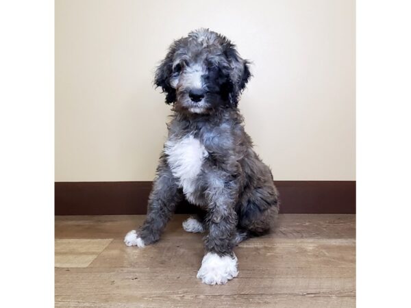 Moyen Goldendoodle-DOG-Male-Merle-14071-Petland Fairfield, Ohio