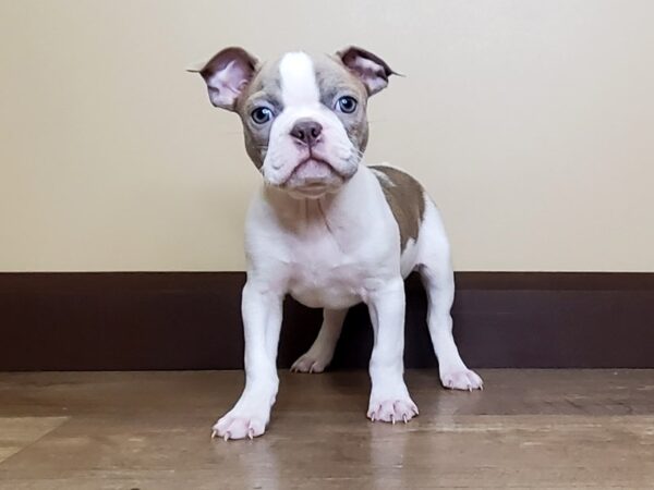 Boston Terrier DOG Male LILAC WHITE 14072 Petland Fairfield, Ohio