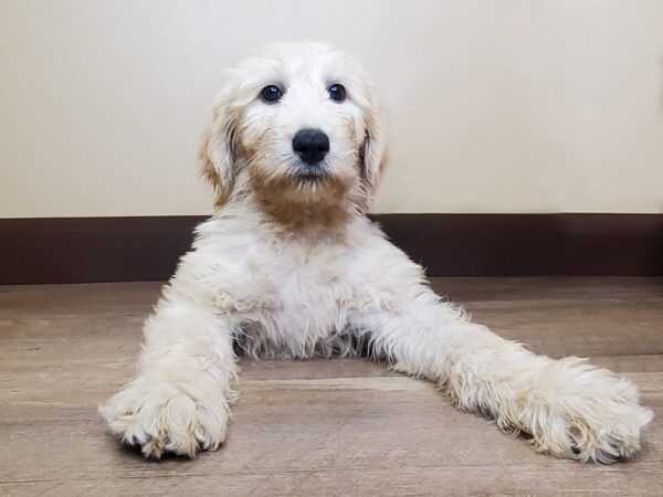 F2 STANDARD GOLDENDOODLE-DOG-Male-Golden-14075-Petland Fairfield, Ohio