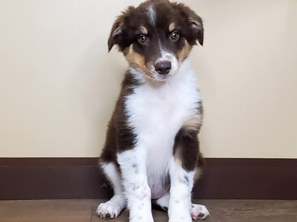 Australian Shepherd DOG Female Red Tri 14091 Petland Fairfield, Ohio