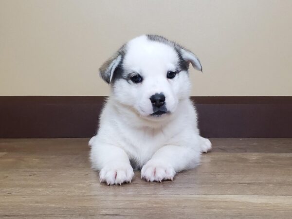 Pomsky-DOG-Male-SILVER WH-14092-Petland Fairfield, Ohio