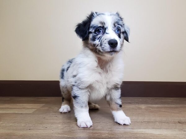 Miniature Australian Shepherd DOG Female BLUE MERLE 14096 Petland Fairfield, Ohio