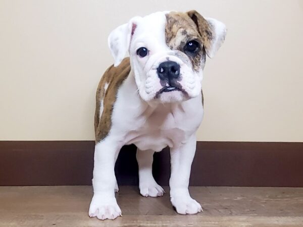 Mini Bulldog-DOG-Female-Brindle & White-14090-Petland Fairfield, Ohio