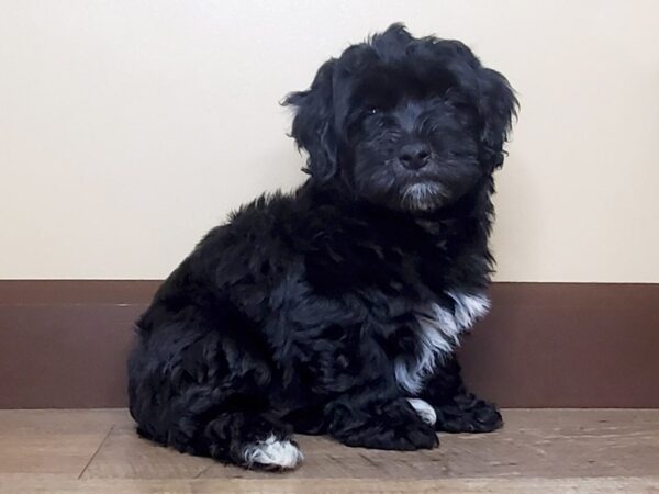 Havapoo-DOG-Female-Black-15002-Petland Fairfield, Ohio